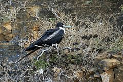 Great Frigatebird